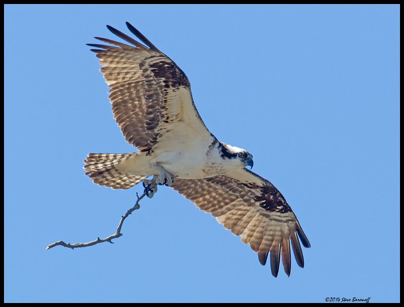 _4SB9643 osprey with nesting material.jpg